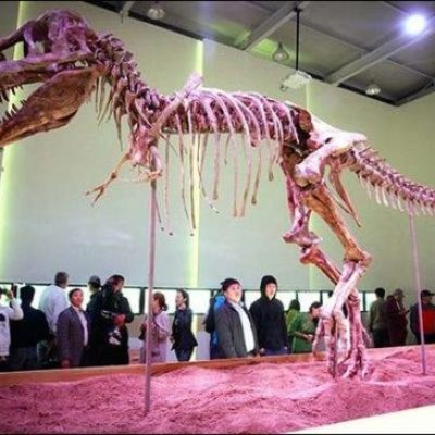 モンゴルで発掘されたティラノサウルス・バタール
